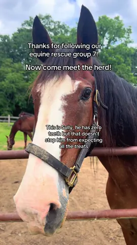 Sully was severely emaciated when he came to Star Child, partially due to his lack of teeth as it keeps him from eating grass. With a lot of love and specially prepared meals he is thriving! Follow along to meet the rest of the herd ♥️ #g7 #groupseven #groupseven #wnc #horses 