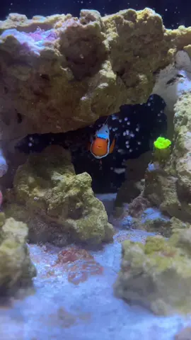 im so happy with the new skittles torch 🤩 #saltwateraquarium #saltwatertank #clownfish #torchcoral 