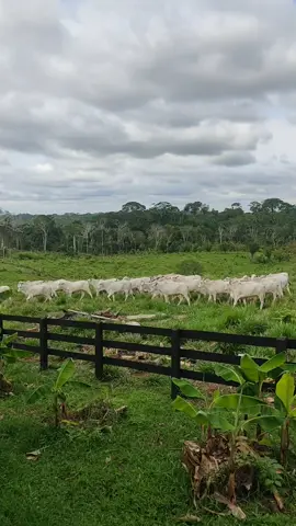 #sitio#oagronãopara🇧🇷🌾☘️🌳💯🤠 #foyour 