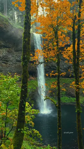 Peaceful moments at Oregon’s Silver Falls State Park as autumn gold meets lush green in a forest of flowing waterfalls. #waterfalls #pnw #pacificnorthwest #nature #beautifuldestinations 