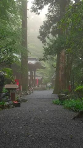 結界門をくぐった先の空気感はまた違った。 さらに霧が濃くなり、 幻想的な雰囲気が進む道を包み込む。 次回はさらに霧が濃くなり幻想的な景色が奥の院への階段へと…. 山霧まとう天狗の寺　4話 -104- #幻想的 #異世界 #japantravel 