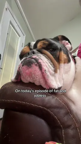 #fyp #englishbulldog #fatandjobless @Louis Vuitton 