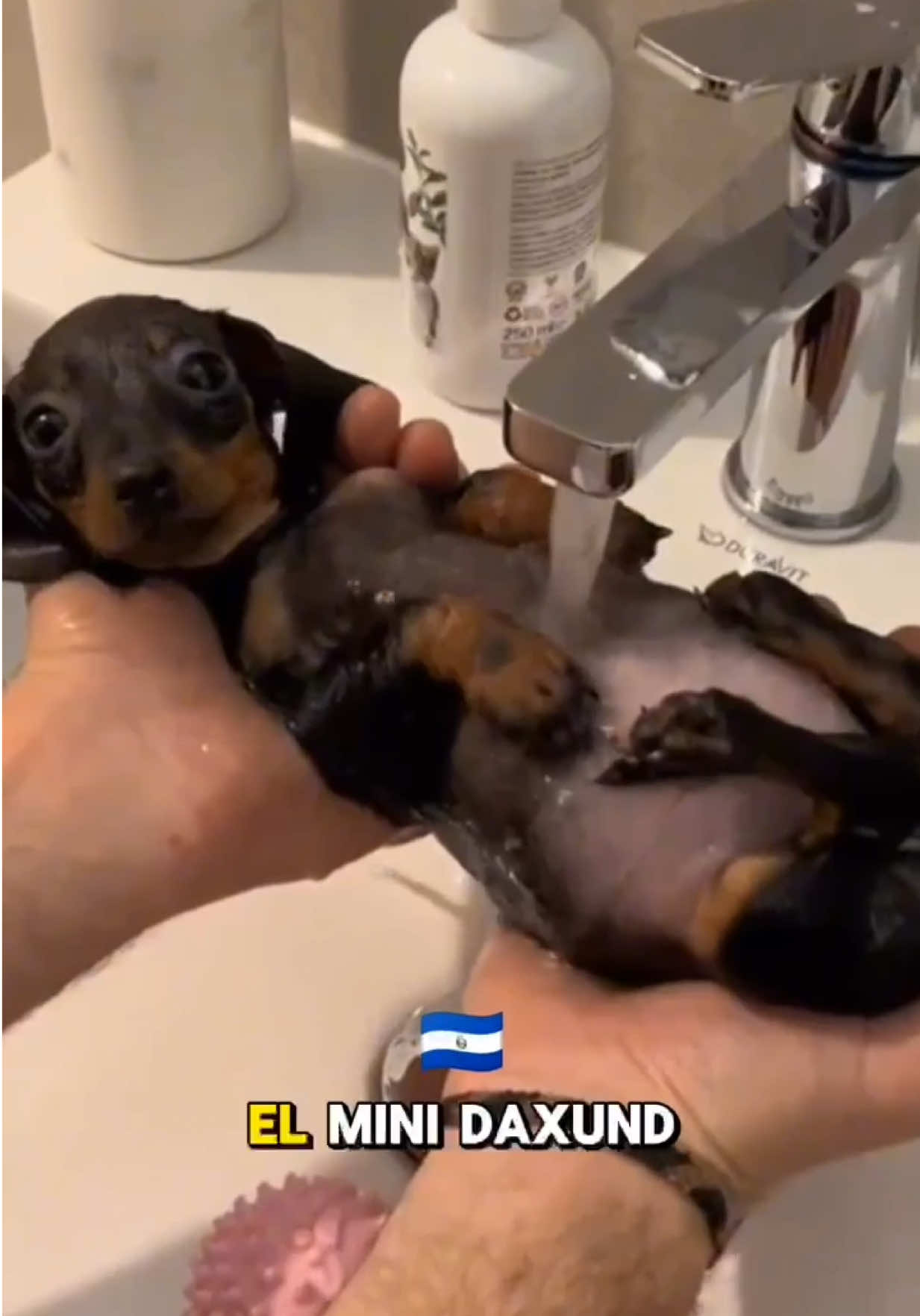 Minidachshund