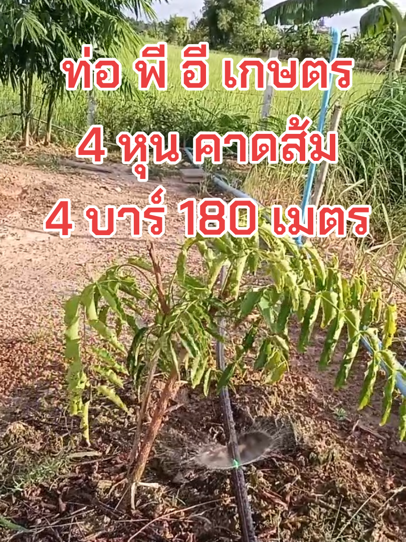 #สายส่งน้ํา #ท่อพีอี #ใช้ดีบอกต่อ #ชาวไร่ชาวสวน #creatorsearchinsights2025 