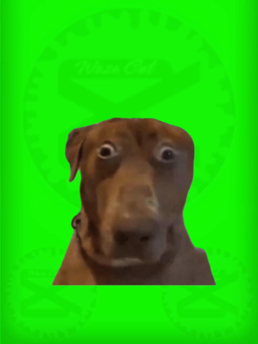 🔰PLANTILLA🔰
 🌟Perro asustado🌟
 #Meme #pantallaverde #greenscreen  #wazacut #mascotas