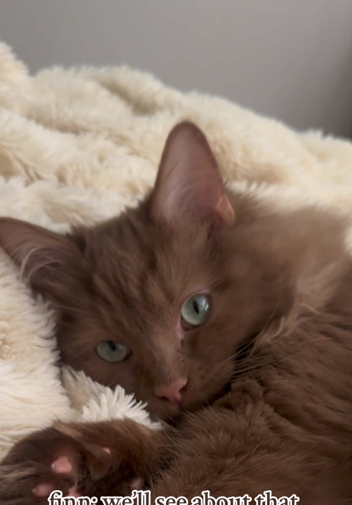 blue and brown babyyyy #oceaneyes #browncat #ragdoll #catsoftiktok #fyp 