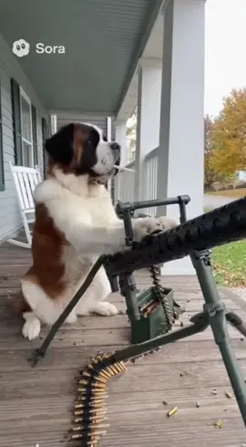 The neighbors aren't gonna be happy with Brewster #funnyvideos #stbernard #dogsoftiktok