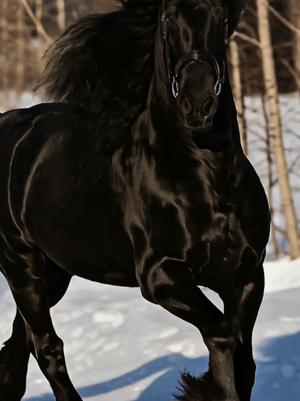 💬 Ama cavalos tanto quanto a gente? Conta aí nos comentários qual raça ou cor de cavalo mais te encanta! 🐴✨ Deixe seu ❤️ e marque aquele amigo que também é apaixonado por cavalos! #AmorPorCavalos #CavalosDoBrasil #ApaixonadosPorCavalos #CavaloÉVida #HorseLovers 