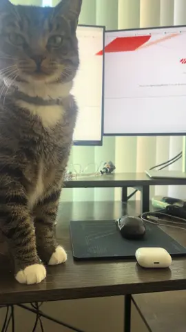 Why does he do this #catsoftiktok #wfhlife #catmom #fyp #evilcatsoftiktok 