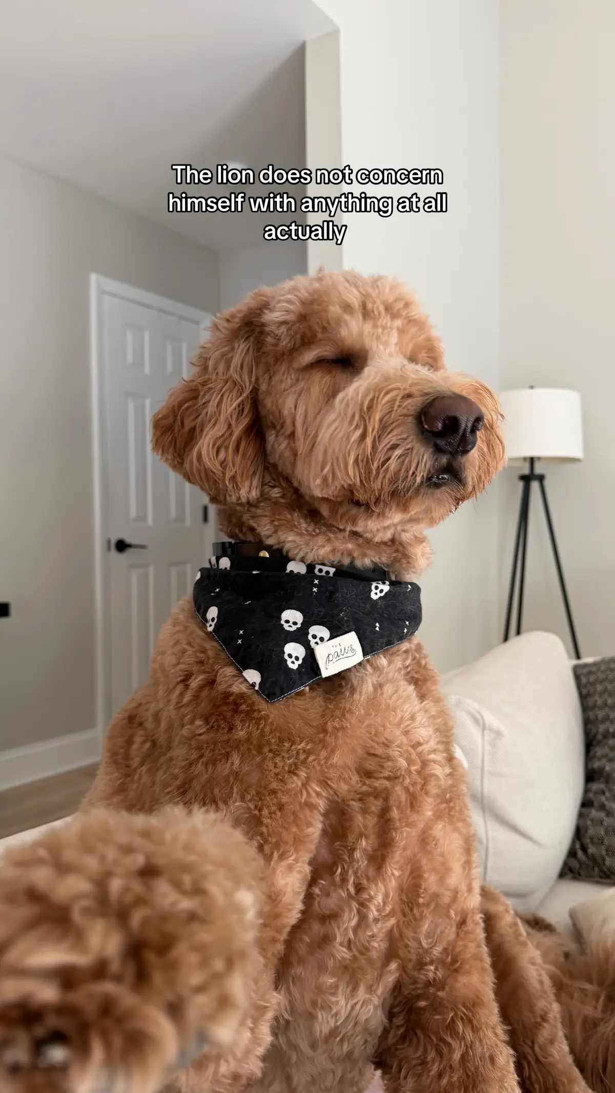 Not. One. Thing.  #dog #dogsoftiktok #cutedog 