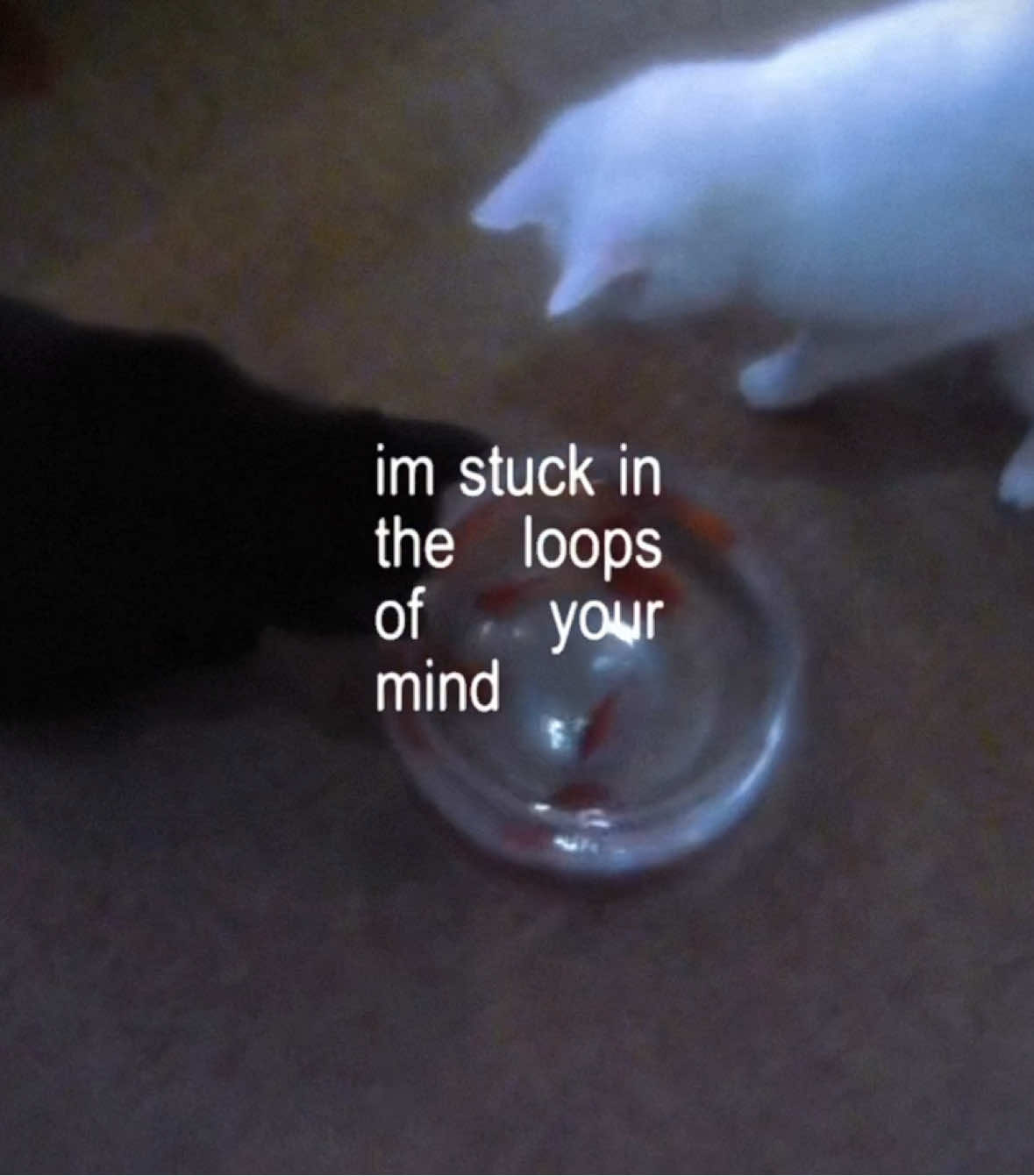 b&w  #wisp #fyp #wispcore #catsoftiktok #blackandwhite 