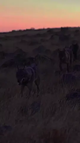 2️⃣9️⃣🎗🔜🔹🔹🔹🔹🔹🔚🧿