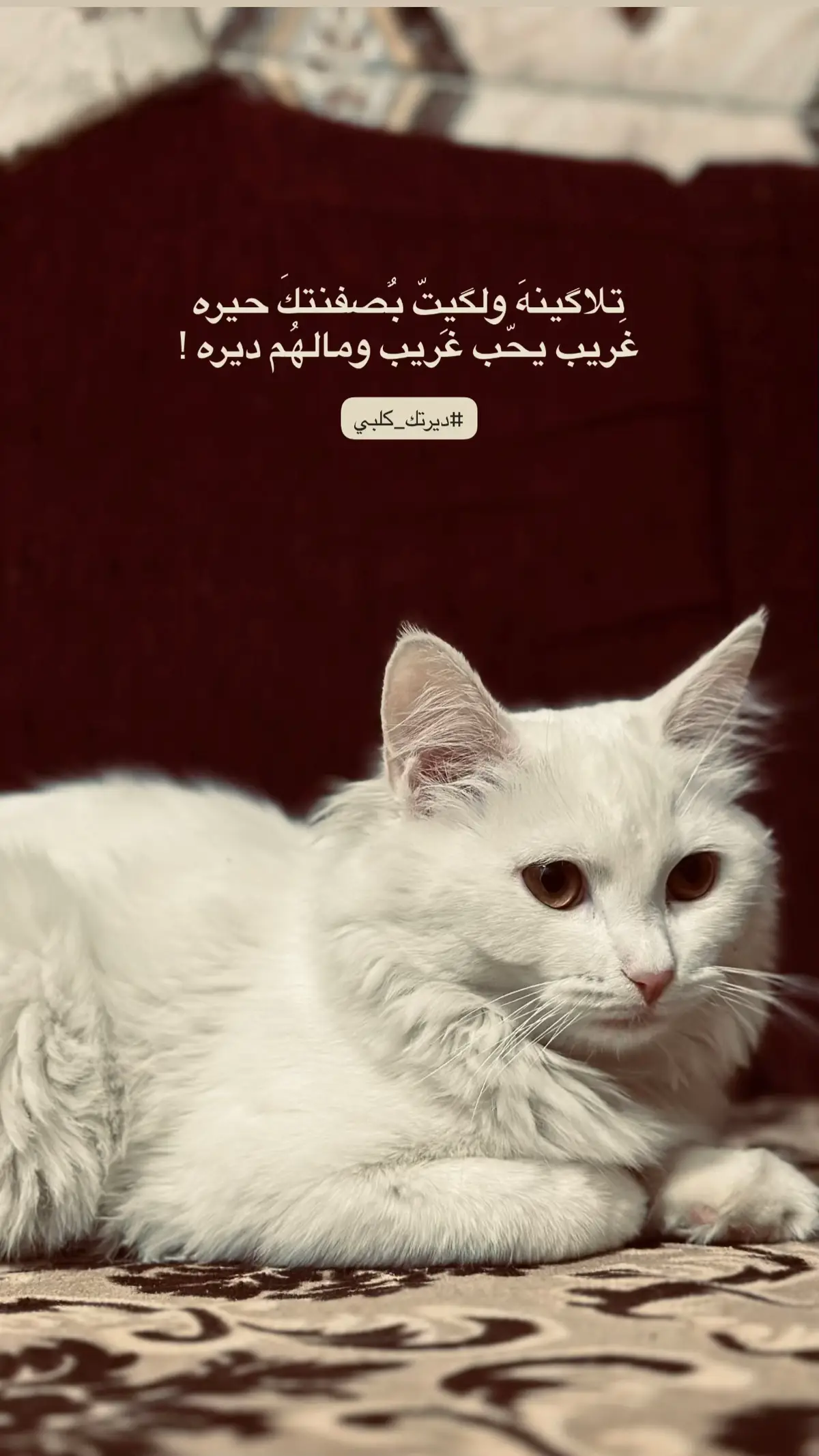 #مالي_خلق_احط_هاشتاقات #fyp #fffffffffffyyyyyyyyyyypppppppppppp #اكسبلور #لايك 