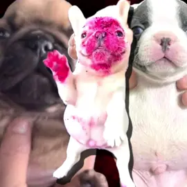 Wait for “she wanna look at me” TRUST #pibble #wiwiwi #headshot223 #firstpost 