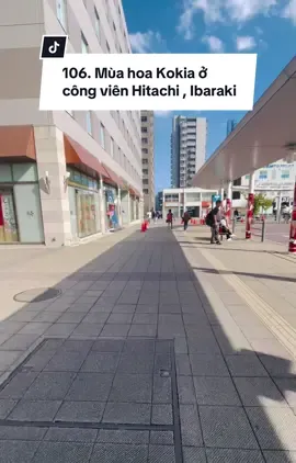 Luyện nghe tiếng Nhật mỗi ngày | Mùa hoa Kokia ở công viên Hitachi Ibaraki #xuhuong #luyennghetiengnhat #tiengnhatsocap #moingaymotcauchuyen #cuộcsốngởnhậtbản🥰 