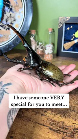 TELL HAM HE’S HANDSOME 😤  *reupload bc i messed up last time 😔  you may of seen on my story I’ve been in desperate search of another large species since Beefy’s passing, but tbh the UK can be scarce sometimes so I wasn’t super hopeful, BUT,  I was done a massive massive favour! (thank you!!)  he wouldn’t usually be sold as he’s not freshly emerged (so try not to get TOO attached😣) & did loose his front claws due to age, but, I hope whatever remaining life he has is spent happily in my care <3  I sometimes question WHY I put myself in these situations when I’m so sensitive & quickly form love for these creatures, but, I suppose being lucky enough to even have them in my life for the shortest time is enough for me & is worth the pain.  Mr Ham sandwich the Hercules is already an ICON in my eyes 🙂‍↕️   #entomology #bugsoftiktok🐜🐌🐛🦗 #insectlover 