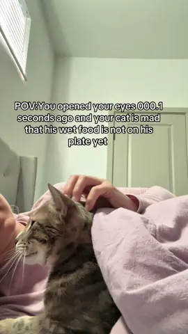 ⬇️drop your cat’s favorite wet food in the comments! mochi is OBSESSED with anything from @Weruva - specifically Paw Lickin Chicken! and raw food is always a classic here ❤️