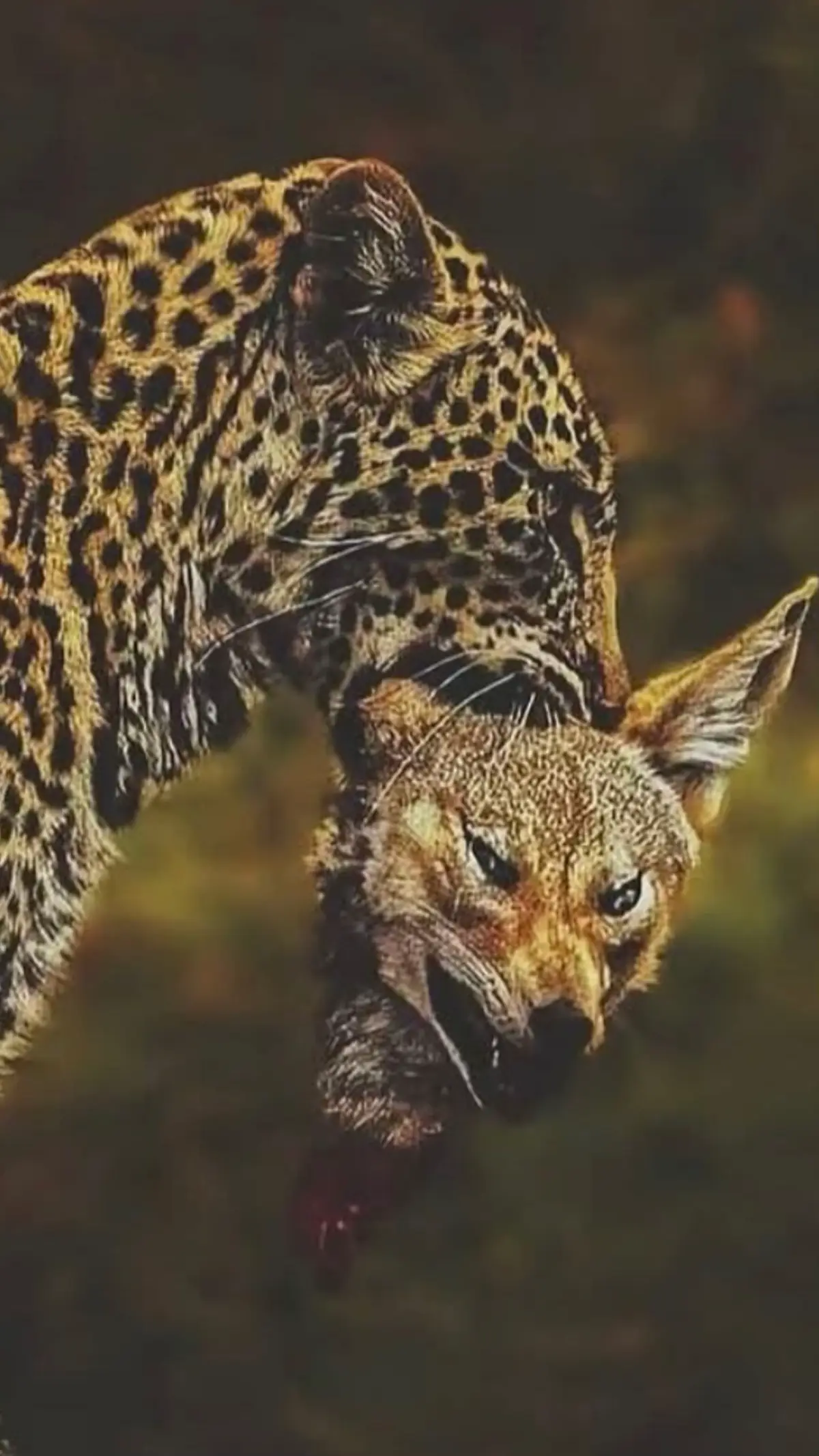 #🥷🏽ميشو🥷🏽 #ترسا_بلدنا💯 #اخصام_سهله 