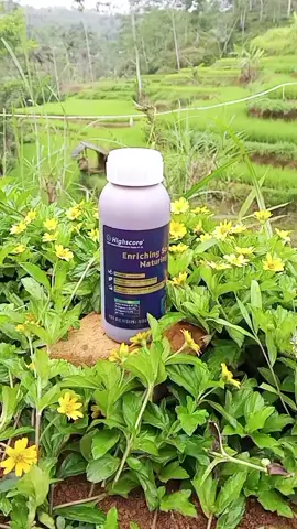 #Highscore #pupuk #AsamAmino 