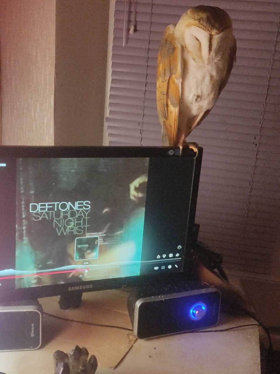 масон и deftones)) #совадома #barnowl #masiktv #мойпитомец #сипуха 