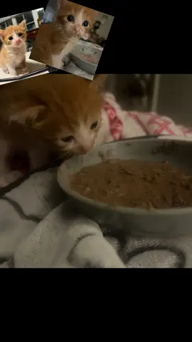 ❤️Ozzy is on to get fixed and find his forever home.. We will miss you Ozzy but we know you will find your forever home. ❤️#rescue #catsoftiktok 