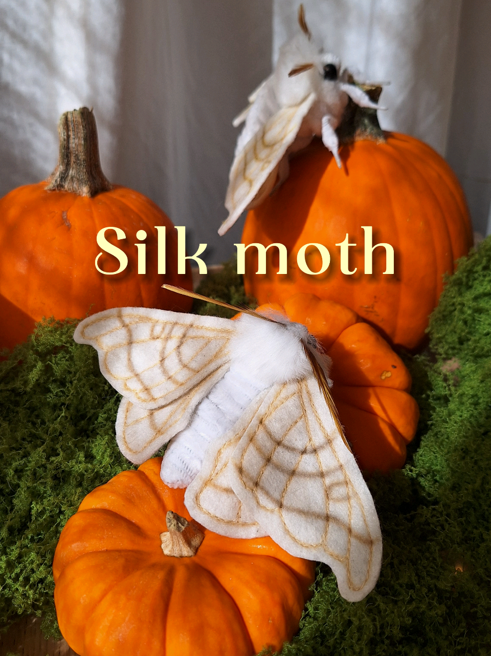 She feels like an autumn flannel coat...warm, soft textures, a bit of comfort for the soul🍂☕️🧥 #cozy #autumn #moth #mothlovers #silkmoth 