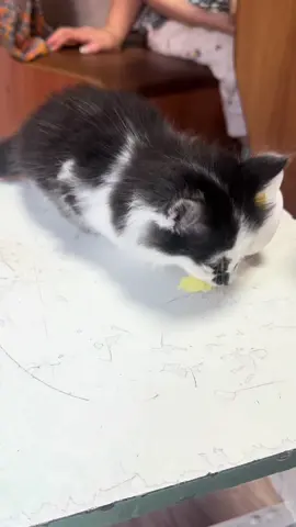 В большой семье клювом не щелкают) 