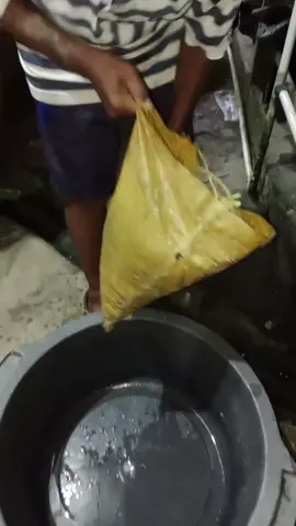 dapat hasil strom ikan td mlm #ikan gabus #ikan sepat, kepala baru, mujair