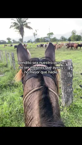 #viraltiktok #agropecuaria #agropecuario #caballos #sabanas 
