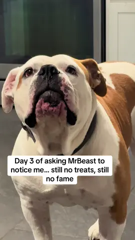@MrBeast @MrBeastBurger #mrbeastchallenge #mrbeast #dogs #money 