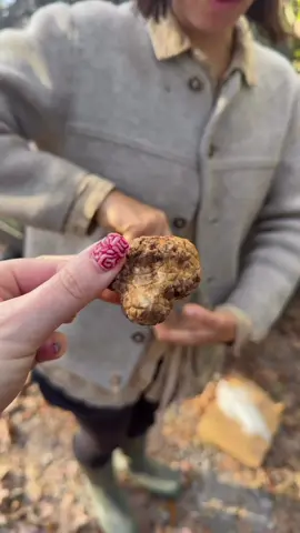 Did you know truffles grow in the wild right here in North Carolina 🤯 Today I had the honor of doing a truffle hunt with Wild Goods in Asheville! It was incredible watching Massi, Rosie, and Dolce tracking down the truffles! We even got to see a truffle growing out in the open of a little stream! The most amazing part was how the dogs could find the smallest truffles deep in the dirt. The pups loved cheese treats. Truffle hunting has been a dream of mine for a long time and I am so excited I finally got to tag along on one. I even got some fresh North Carolina truffles to take home and cook with ❤️🍄 #asheville 