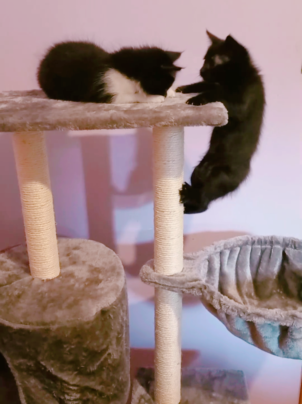Foreman and Chase having sibling beef over the cat tower.  #cats #kitten #fyp #parati #housemd 