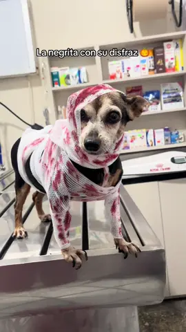 La Negrita con su disfraz de halloween 👻 #veterinaria #halloween #perritosdisfrazados #momia #paratiiiiiiiiiiiiiiiiiiiiiiiiiiiiiii 