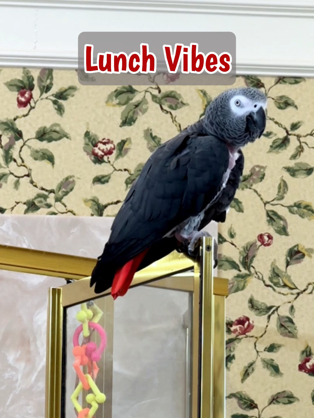 Einstein, the African Grey Parrot, is in full lunchtime mode! 🦜💬 He's requesting his favorite foods: corn, broccoli, and carrots. Einstein’s got opinions about every bite. Between lip smacks, bubble sounds, and a cheerful “Bu-bye!”, he turns an ordinary lunch into a hilarious mealtime monologue. 🍽️🌽🥕 #TalkingParrot #FunnyBird #ParrotTalk #funnyparrot #ParrotVideo