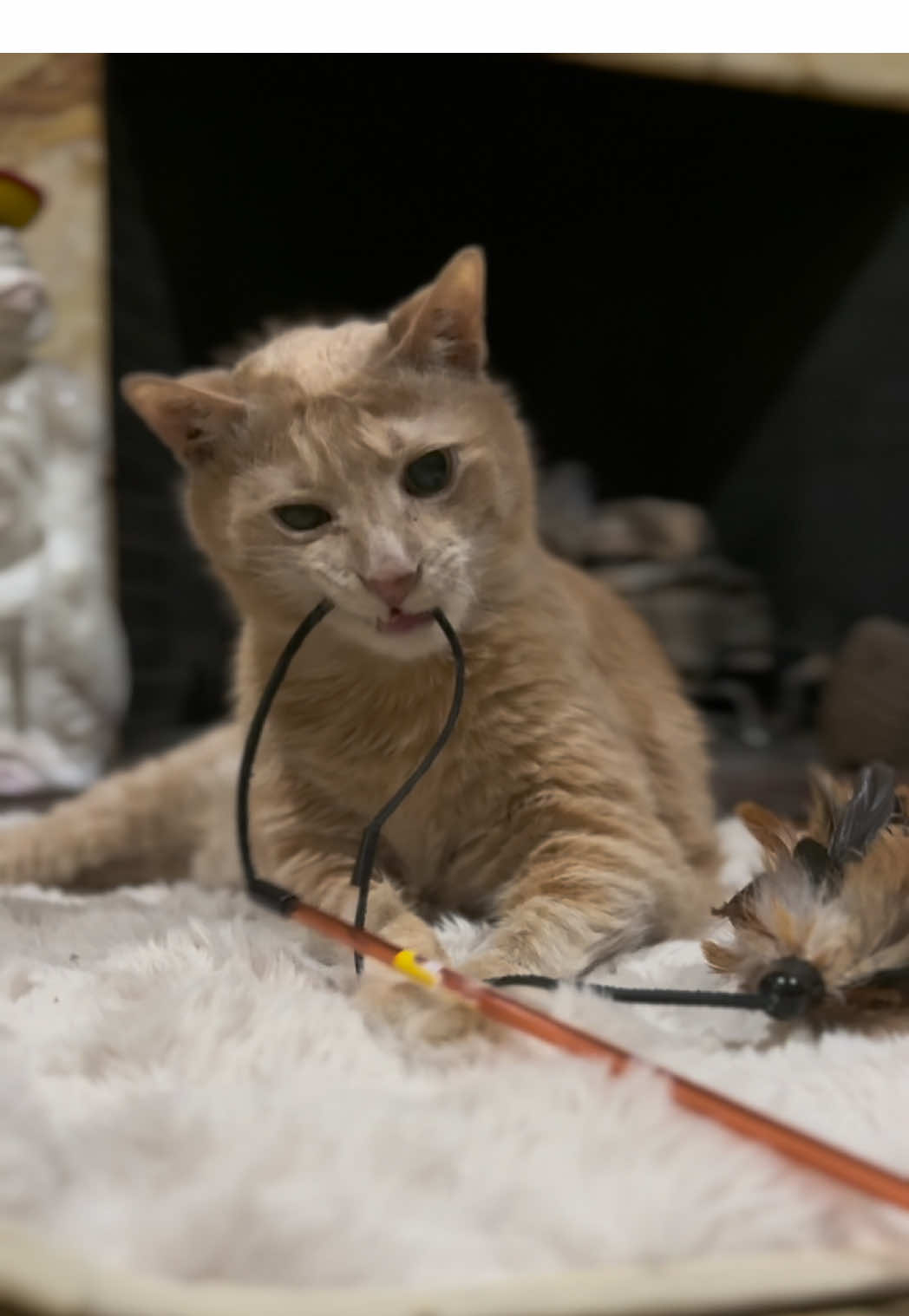 Frankie is 14 years young and it has been quite the year. This is the most he’s played with his string in a few months 💕#orangecats #frankie #addisonsdiseaseincats #MSPCA 