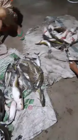 Iwak pladu iso koyo sampah kenter jan jos tenan eg #pladubengawansolo #berandatiktok #vypdonggggg #berandafypシ #platK 