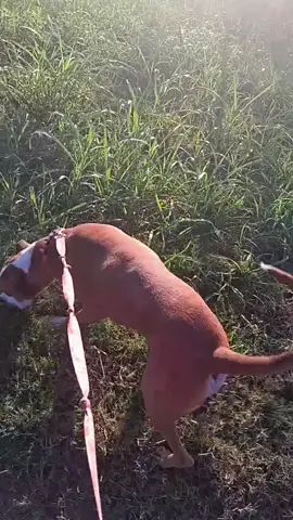 #fyp #dogdad #over40 #doglife 