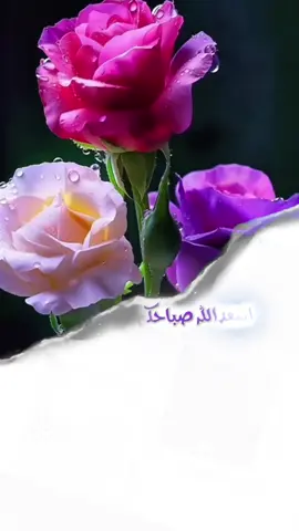 #صباحكم_أحلى_صباح🌹🌹 