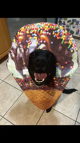 Definitely a sweet treat 🍦 🎃 #halloween #halloweendog #blacklab #blacklabrador #labrador 