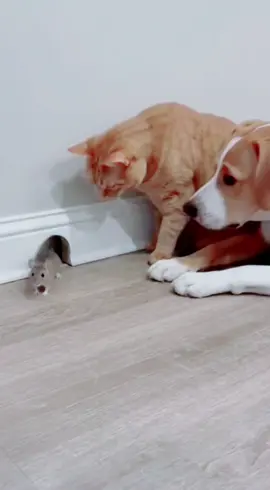 all are waiting mouse #funnytiktok #animal #dog #cat #mousse 