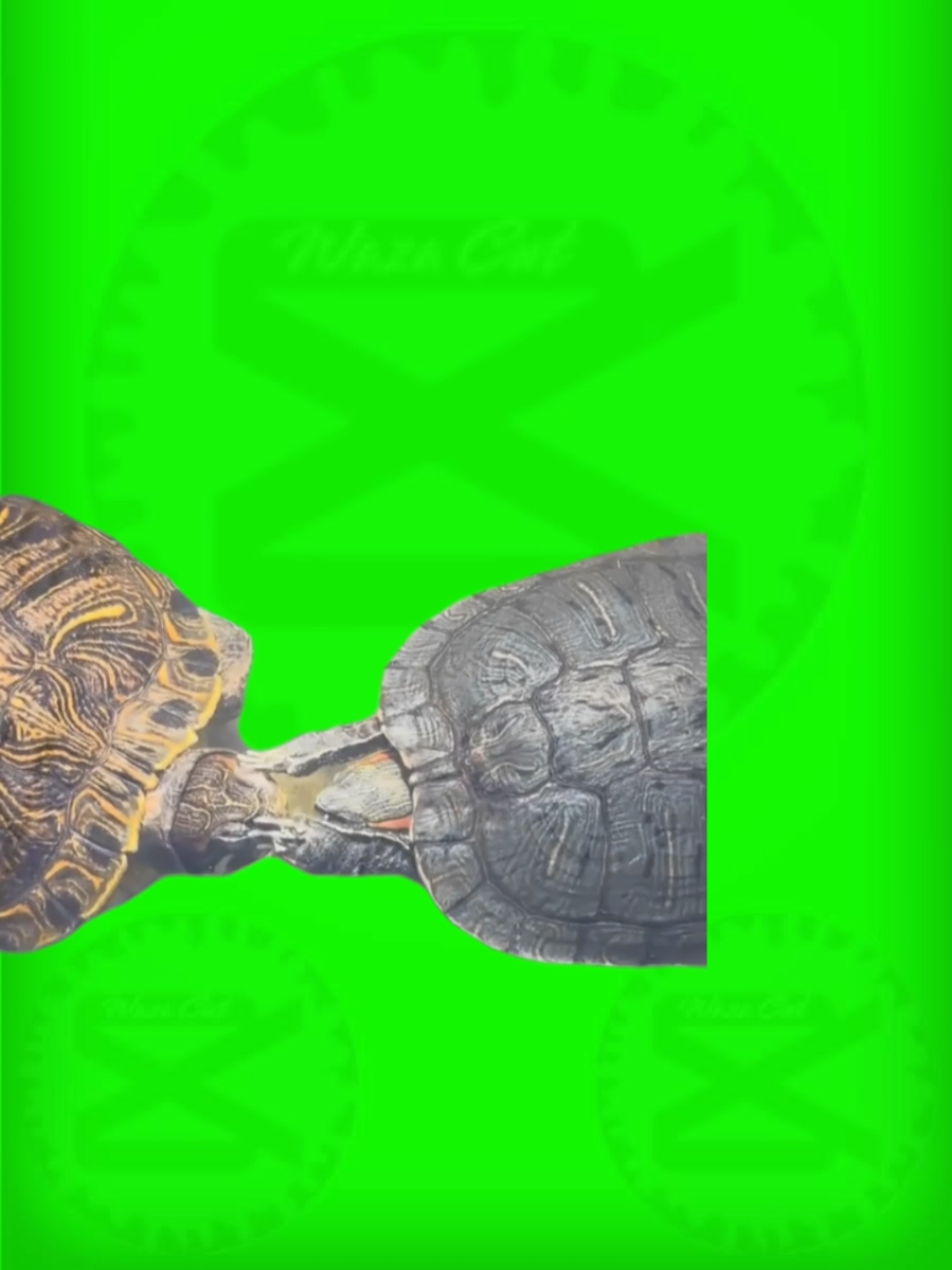 🔰PLANTILLA🔰
 🌟Palmaditas🌟
 #Meme #pantallaverde #greenscreen  #wazacut #amor 