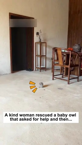 A kind woman rescued a baby owl that asked for help and then...#Love #animals #lovestory #rescue #owl 