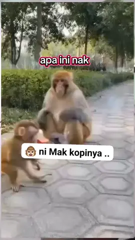 #kumpulanvideolucu #videoviraltiktok #monyet sialan 🤣🤣🤣