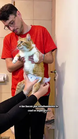 video súper súper específico para quienes necesiten ayuda con animalitos con parálisis 🧡 Muuuuuy resumidamente lo que me sirvió a mí saber. Si tienen dudas los leo y respondo ✨