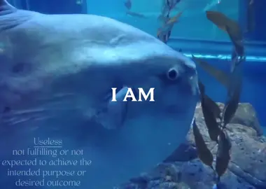 how im feeling right now, but i love them. || #sunfish #molamola #ocean #fish #water 