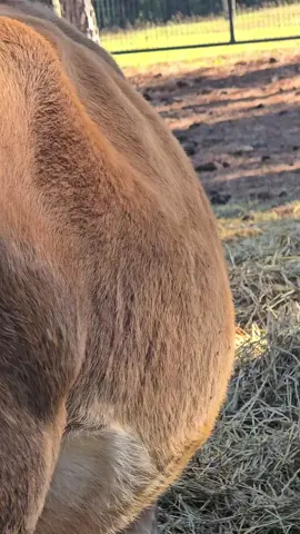 Staring at my cows right side a lot lately looking for movement from a baby. Do you see anything? Watch and pause if you think you saw something and tell me in the comments what second mark you see it at. #wholesomeroots #regenerativeagriculture #RoseKnows #minijersey #jerseycow