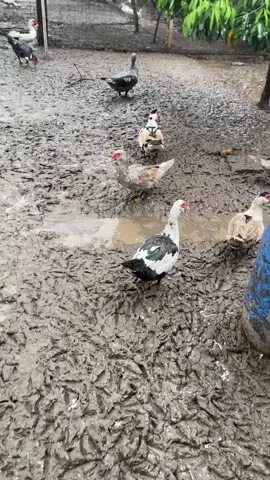 2 hari diguyur hujan deras kandang jadi berlumpur dan sia ditanami padi🌾🌾🤣#yulifarm #muscovyducktemanggung #peternakmudaindonesia🇮🇩🇮🇩🇮🇩 #temanggung24jam 