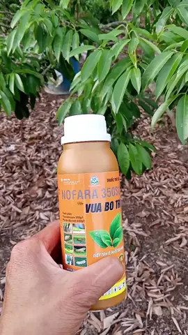 phòng trừ sâu rầy  rầy xanh. rầy nâu  sâu đục thân  sâu ăn lá. rầy trắng  bọ cánh cứng  bọ trĩ #trending #tiktok #sâu #ray #nongdan47laotam 