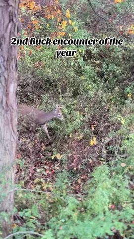 It’s not always about the harvest ! #wildlife #animals #deer #whitetail #hunting 
