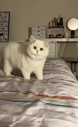 wkwkwkwk ternyata gini toh kelakuanya😸😸 #kucinglucuimutgemoy #fypviraltiktok🖤シ゚☆♡viral #funny #pecintakucing #pyppppppppppppppppppp 